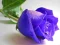 Blue Roses — безкоштовна онлайн гра