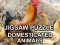 Jigsaw Puzzle Domesticated Animals — безкоштовна онлайн гра
