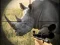 Wild Rhino Hunter — безкоштовна онлайн гра