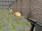 Bullet Fire — безкоштовна онлайн гра