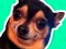 What meme dog are you ? — безкоштовна онлайн гра