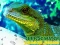Chinese Water Dragon Jigsaw — безкоштовна онлайн гра