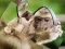 Chimpanzee Jigsaw — безкоштовна онлайн гра