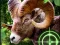 Crazy Goat Hunter 2020 — безкоштовна онлайн гра