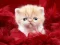 Funny Kitty — безкоштовна онлайн гра