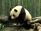 Pandas Puzzle — безкоштовна онлайн гра