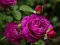 Purple Roses — безкоштовна онлайн гра