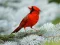 Birds Puzzle — безкоштовна онлайн гра