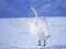 Graceful Swans — безкоштовна онлайн гра