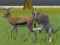 Wolf Life Simulator — безкоштовна онлайн гра