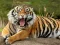 Animals Jigsaw Puzzle Tiger — безкоштовна онлайн гра