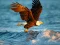 Animals Jigsaw Puzzle Eagle — безкоштовна онлайн гра