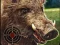 Boar Hunting Jigsaw — безкоштовна онлайн гра