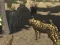 African Cheetah Hunting Simulator — безкоштовна онлайн гра