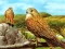 Birds of Prey Slide — безкоштовна онлайн гра