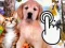 Pets Clicker — безкоштовна онлайн гра