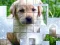 PicPu Dog — безкоштовна онлайн гра