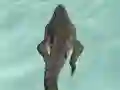 Crocodile Simulator Beach Hunt — безкоштовна онлайн гра