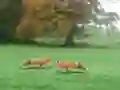 Hunted Fox — безкоштовна онлайн гра