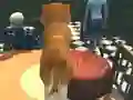 Dog Simulator: Puppy Craft — безкоштовна онлайн гра