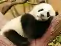 Animal Differences — безкоштовна онлайн гра
