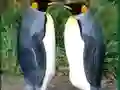 Penguin Puzzle — безкоштовна онлайн гра