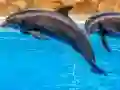 Sea Dolphin Jigsaw — безкоштовна онлайн гра