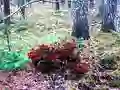 Bernati Forest Adventure — безкоштовна онлайн гра