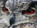 Wild owl Jigsaw — безкоштовна онлайн гра