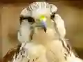 Gyrfalcon Jigsaw — безкоштовна онлайн гра