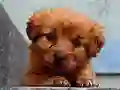 Puppy Puzzle — безкоштовна онлайн гра
