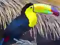 Toucan Bird Jigsaw — безкоштовна онлайн гра