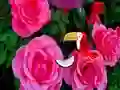 Precious Rose Escape — безкоштовна онлайн гра