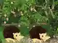 Escape From Mango Farm — безкоштовна онлайн гра