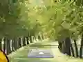 Pair of Cat Escape — безкоштовна онлайн гра
