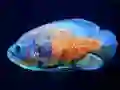 Tiger Fish Jigsaw — безкоштовна онлайн гра