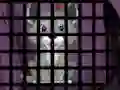 Trapped Wolf Rescue — безкоштовна онлайн гра