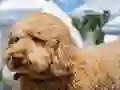 Labradoodle Jigsaw — безкоштовна онлайн гра