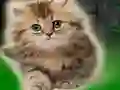 Couple Kitten Escape — безкоштовна онлайн гра