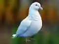 Realistic Pigeon Rescue — безкоштовна онлайн гра