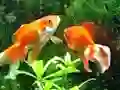 Blue Fish Escape — безкоштовна онлайн гра