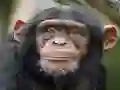 Chimpanzee Jigsaw — безкоштовна онлайн гра