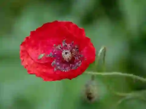 Poppy Nature Flower Jigsaw — безкоштовна онлайн гра