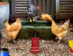 Poultry Farm Easter Escape — безкоштовна онлайн гра