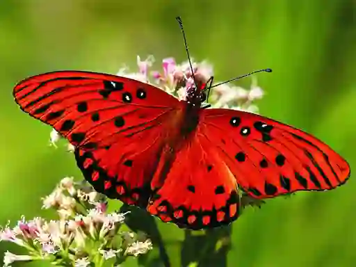 Nature Jigsaw Puzzle Butterfly — безкоштовна онлайн гра