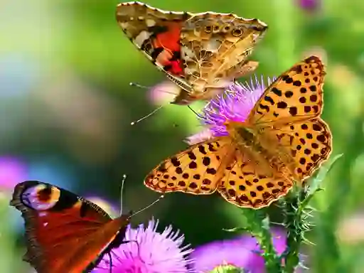 Butterfly Slide — безкоштовна онлайн гра