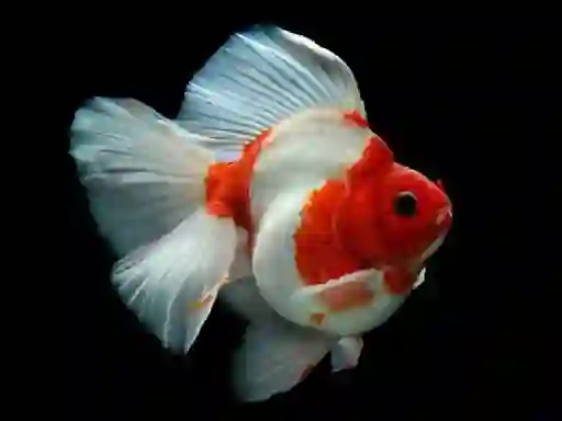 Gold Fish Jigsaw Puzzle — безкоштовна онлайн гра