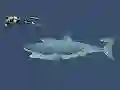 Mad Shark — безкоштовна онлайн гра