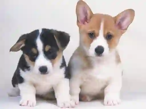 Cute Puppies Puzzle — безкоштовна онлайн гра