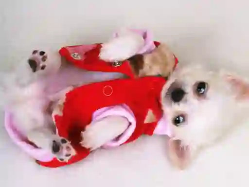 Lovely Puppy Slide — безкоштовна онлайн гра